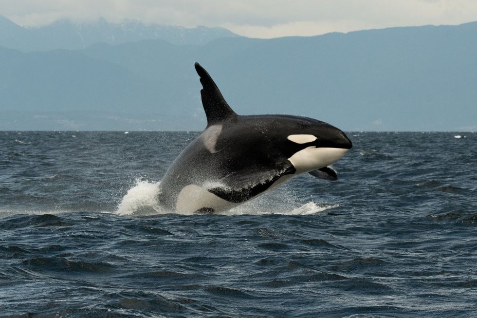 Orca