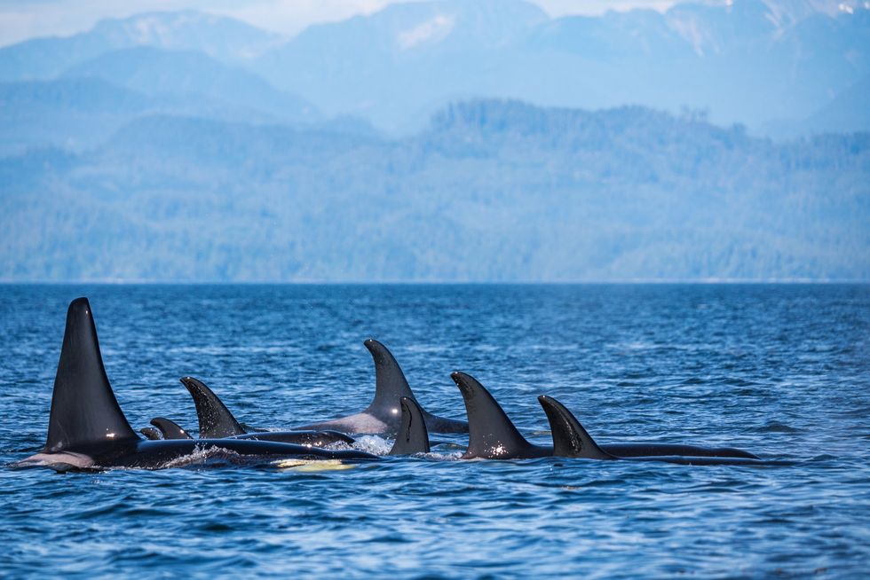 Orcas