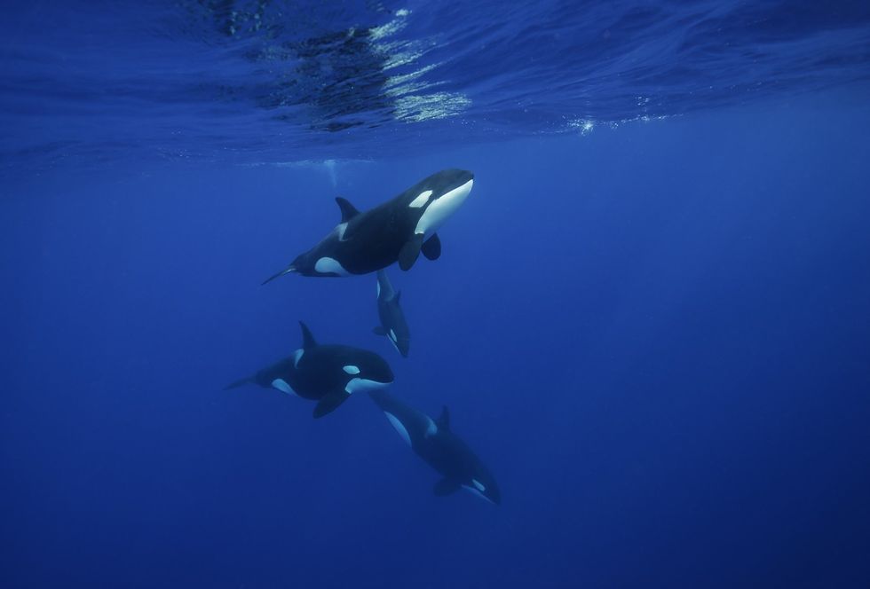 Orcas
