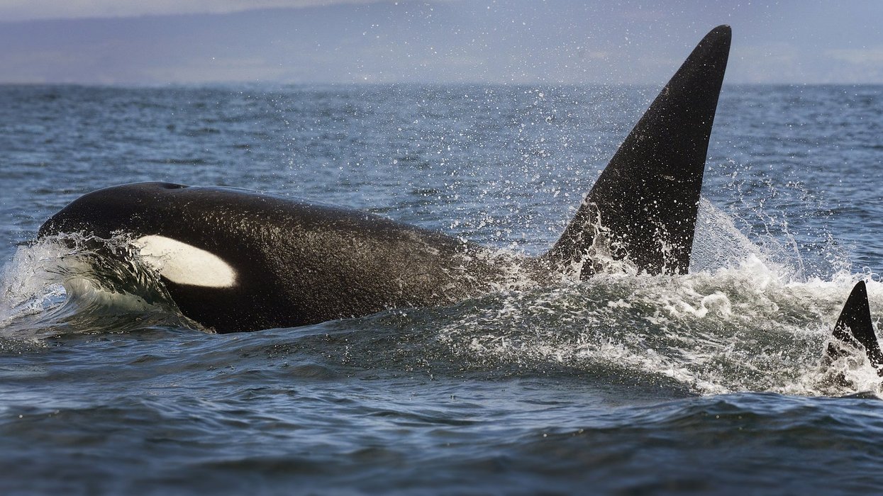 Orcas