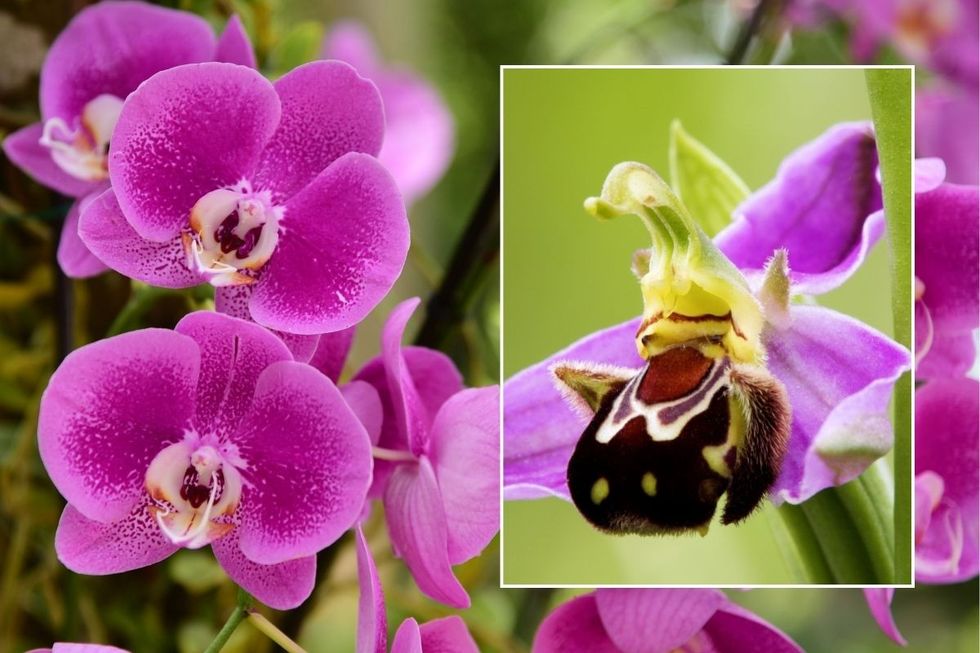 orchid flowers