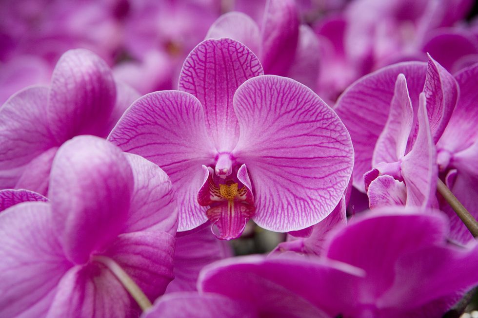 Orchid