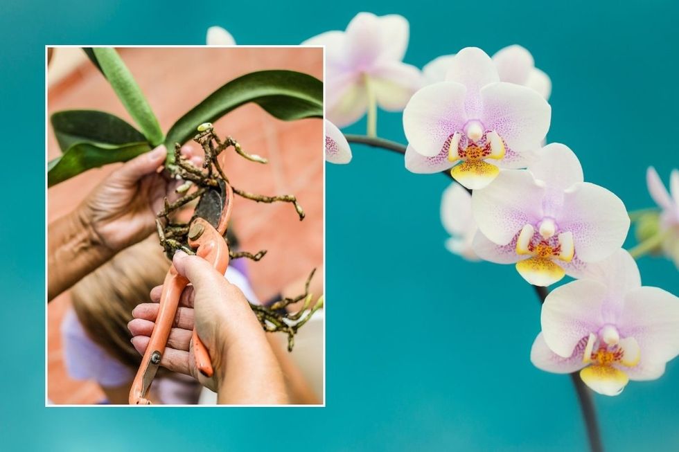 orchids flowering
