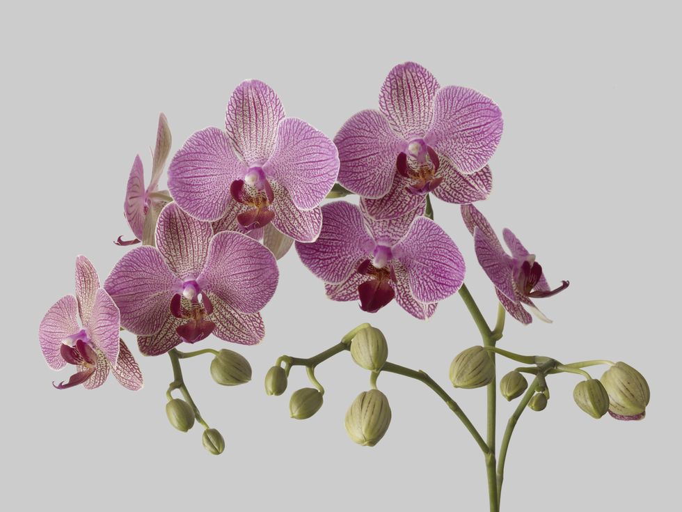 Orchids stock image
