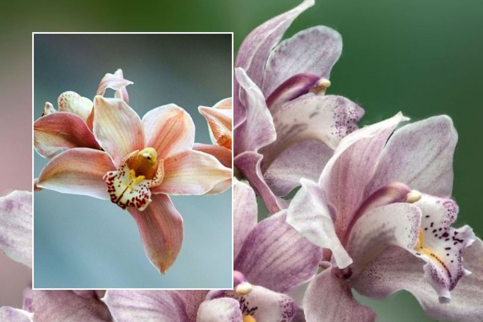 ORCHIDS