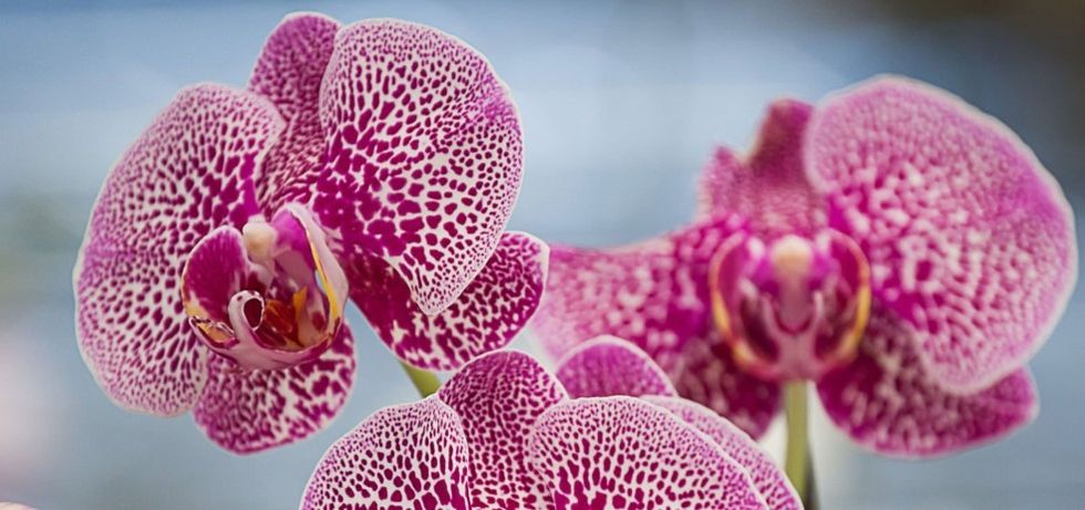 ORCHIDS
