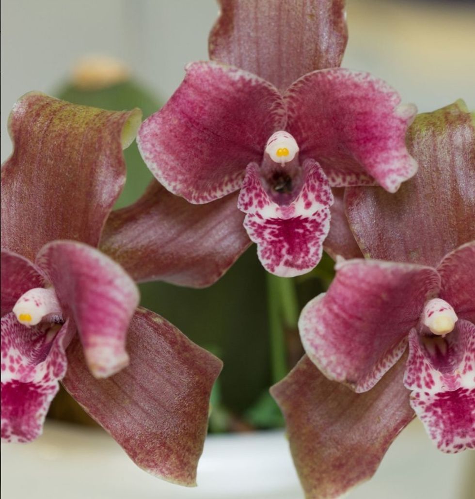 Orchids