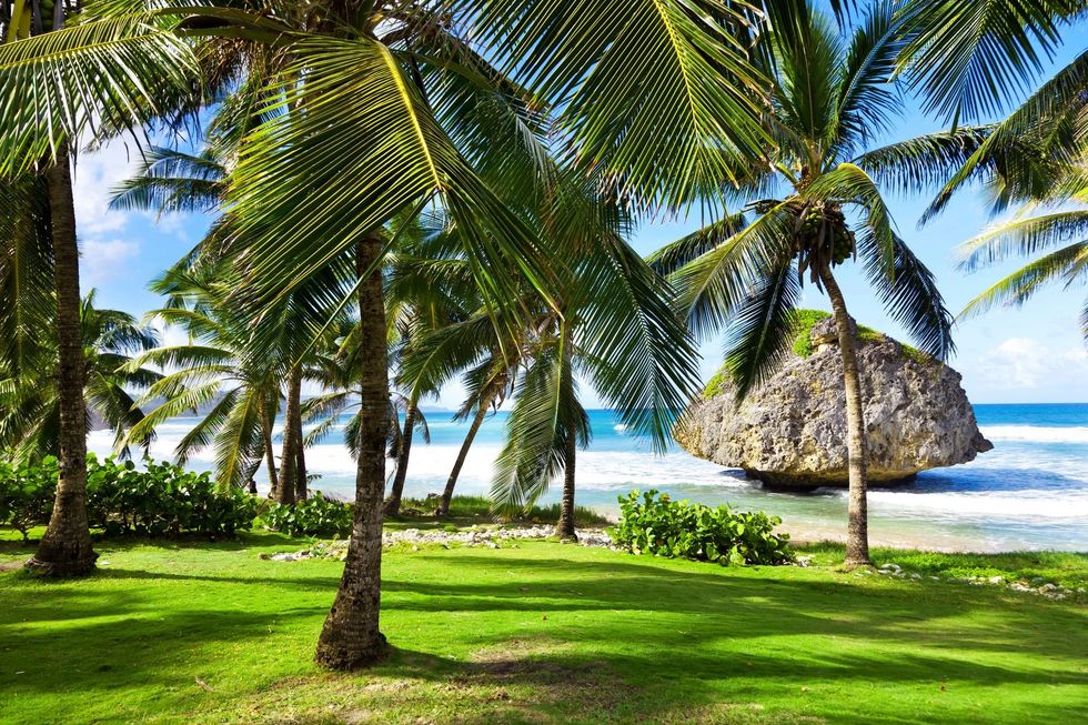 Palm trees on beach