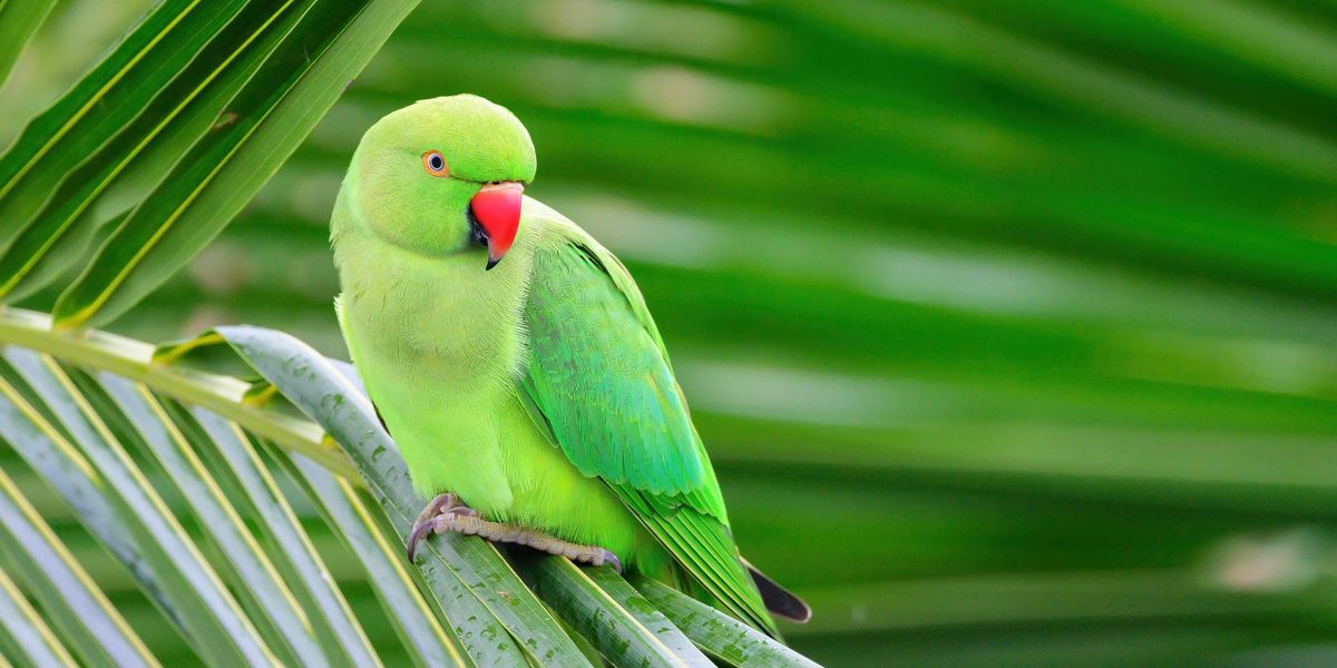 Parakeets found dead in London park after birds 'killed by catapults'