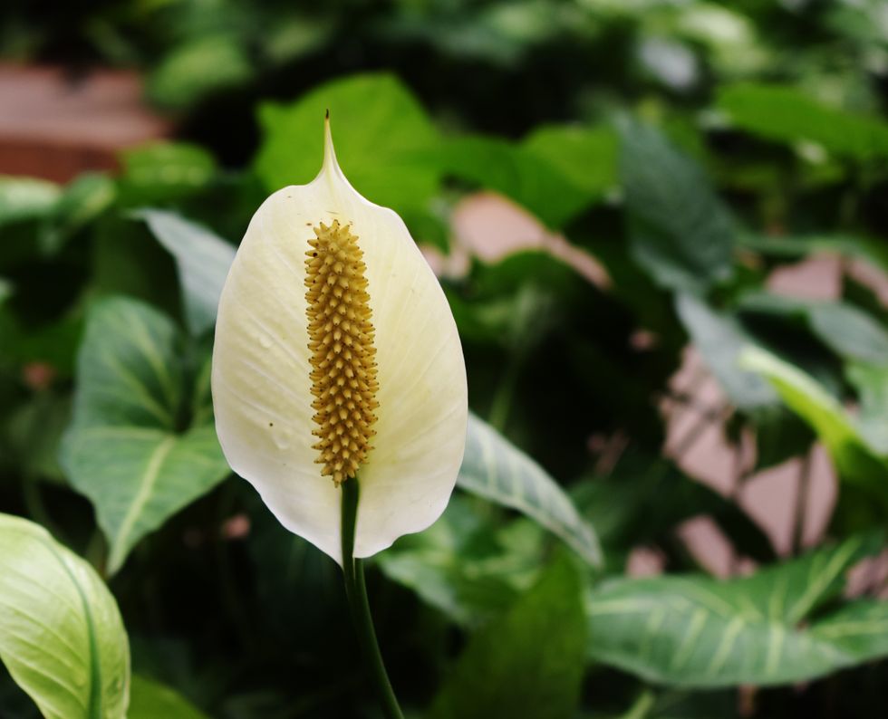 Peace lilies