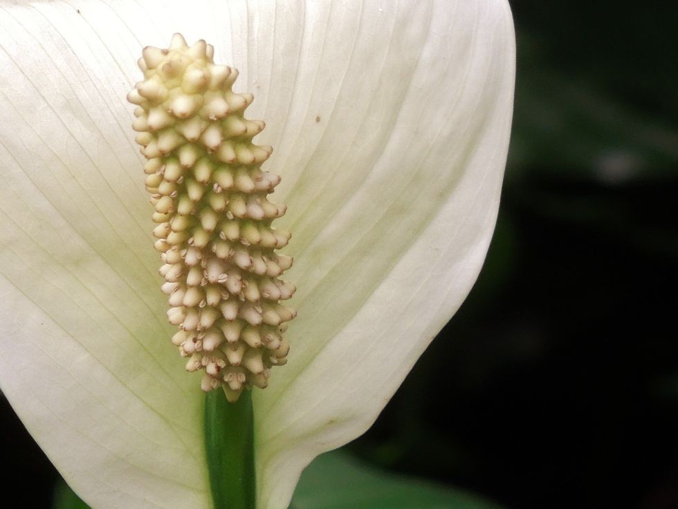 Peace lily houseplants