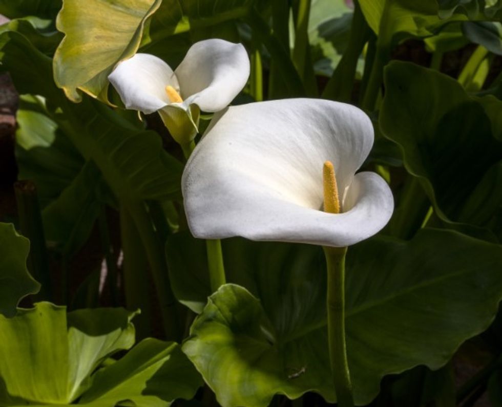 PEACE LILY IN BLOOM