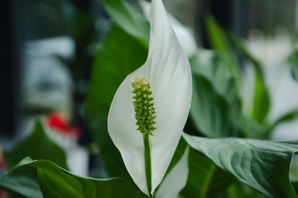 Peace lily
