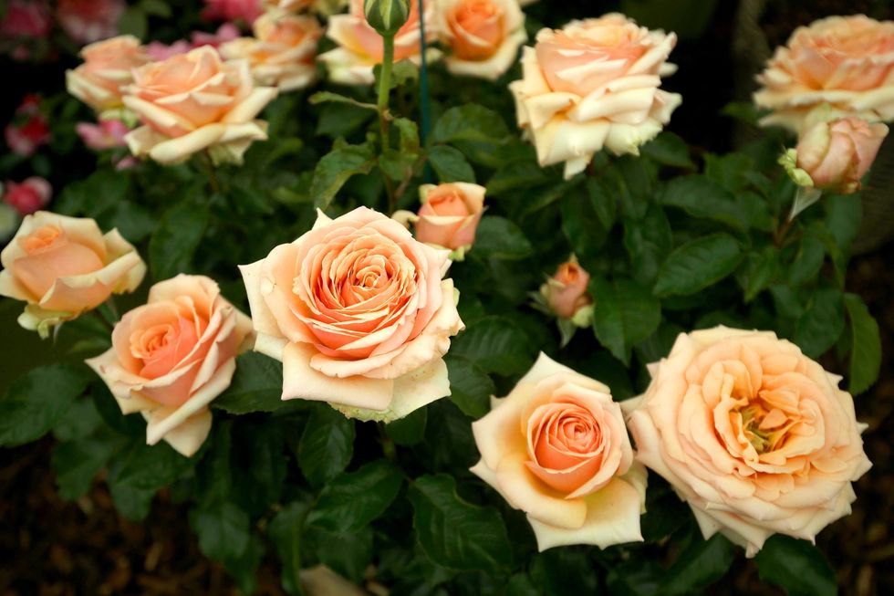 Peach roses in garden