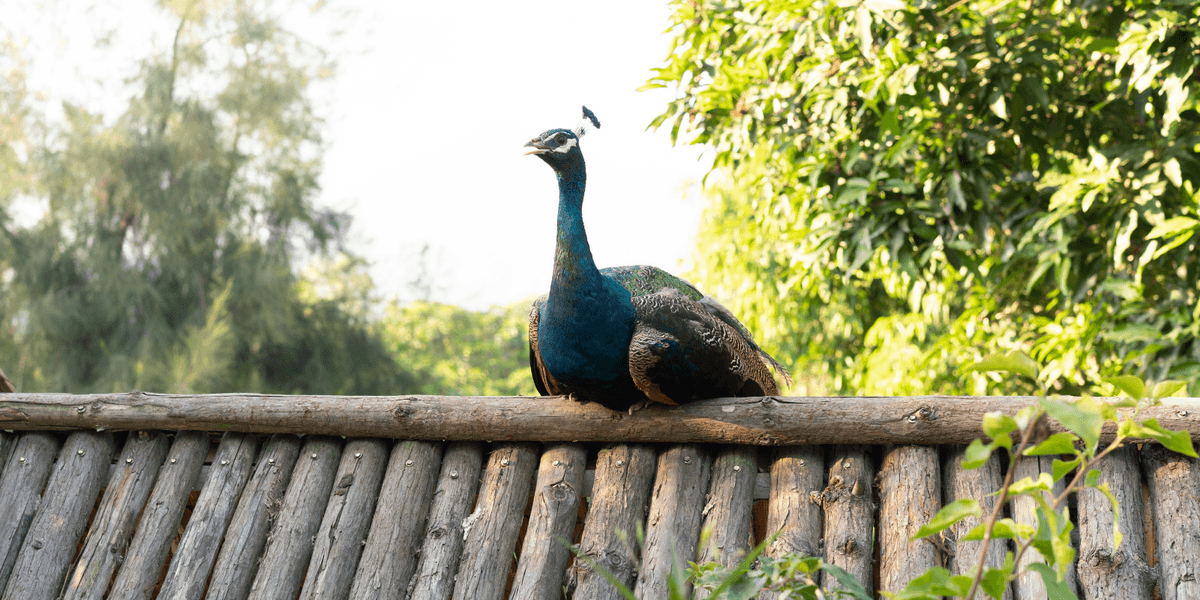 Council row erupts over 'nuisance' peacocks roaming Norfolk village