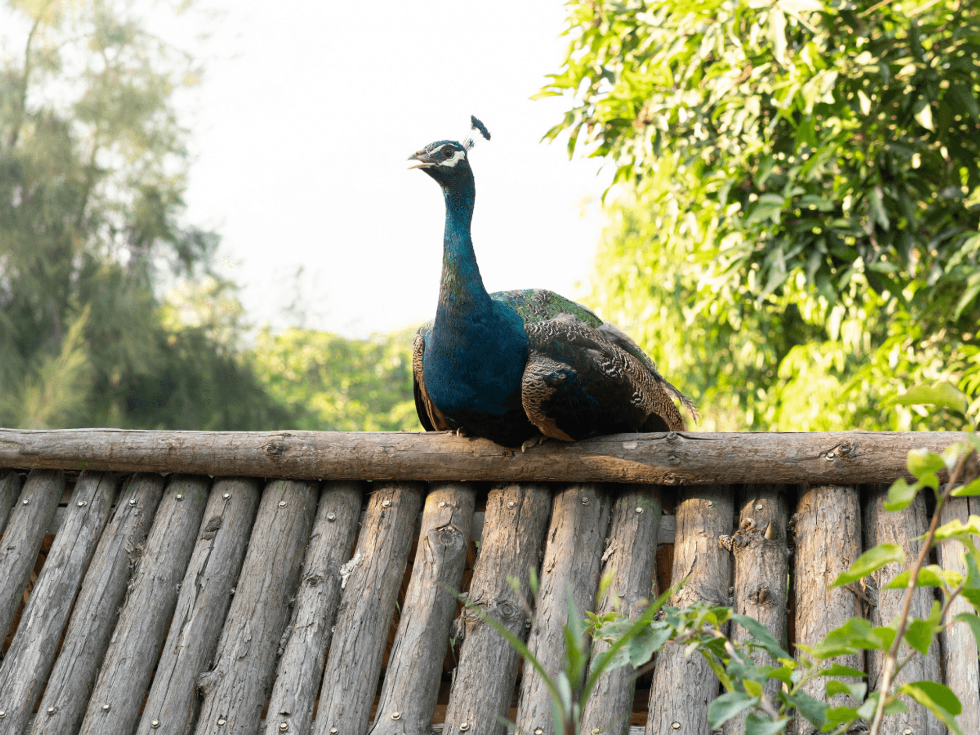 Peacock