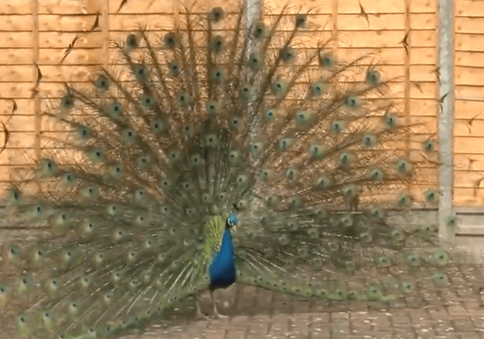 Peacocks