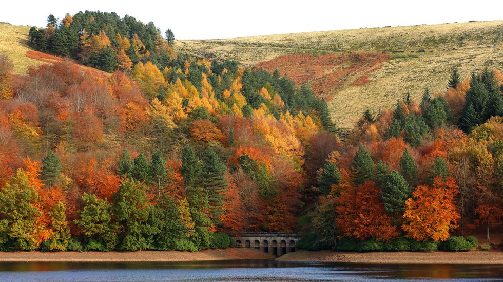 Peak District colourful trees on hill