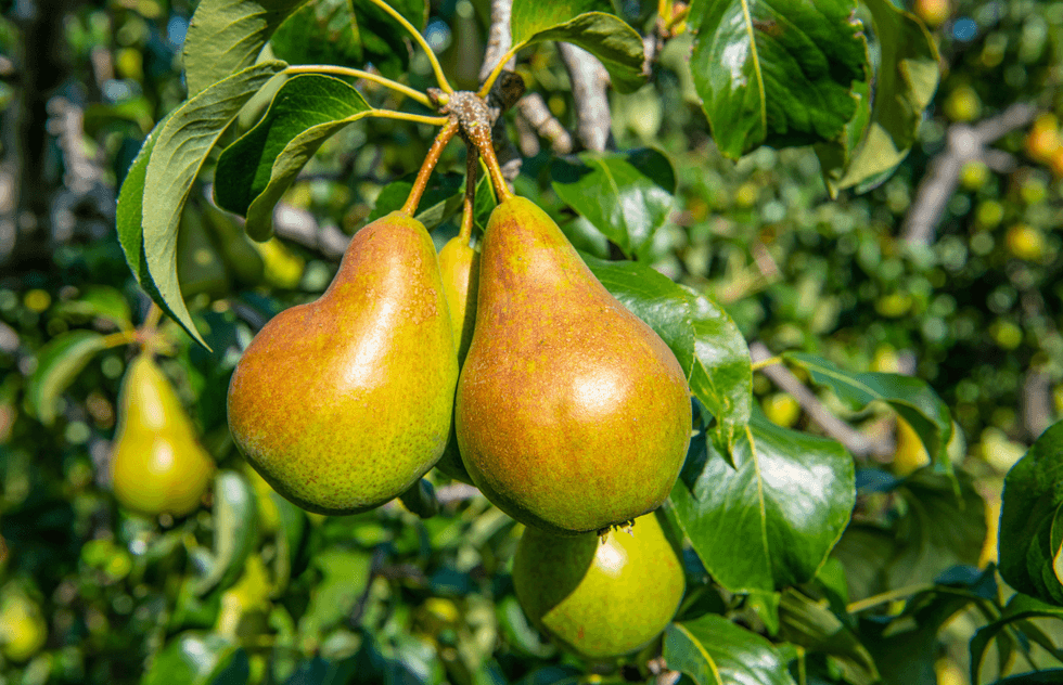 Pear tree