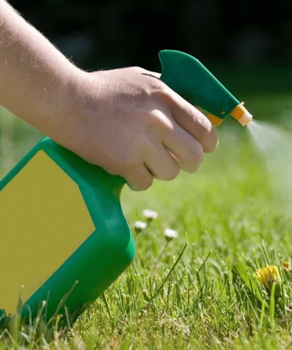 Person spraying weeds