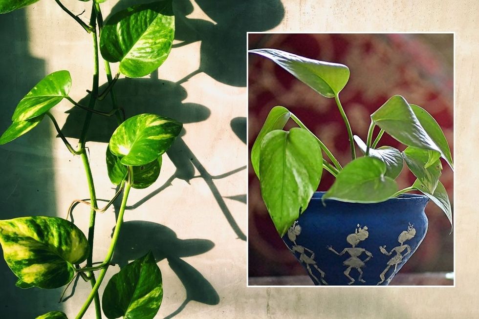 Photos plant