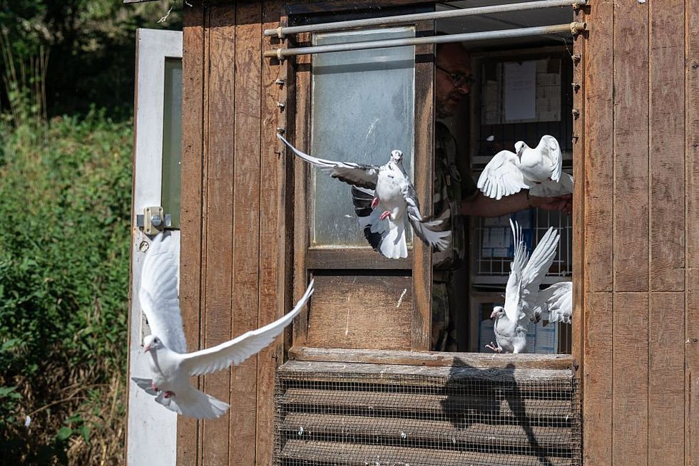 pigeon loft