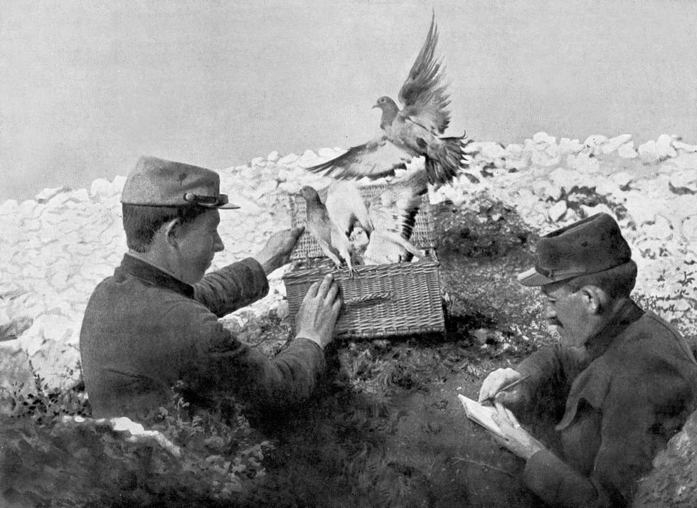 pigeon