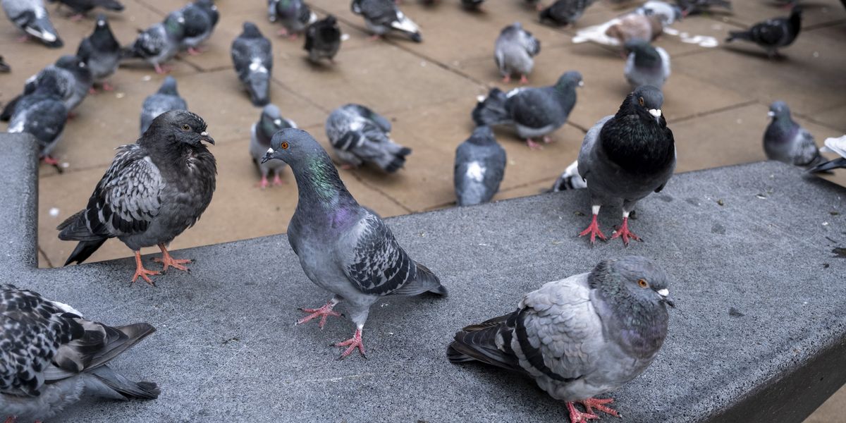 Green councillors consider pigeon contraception to tackle bird droppings problem