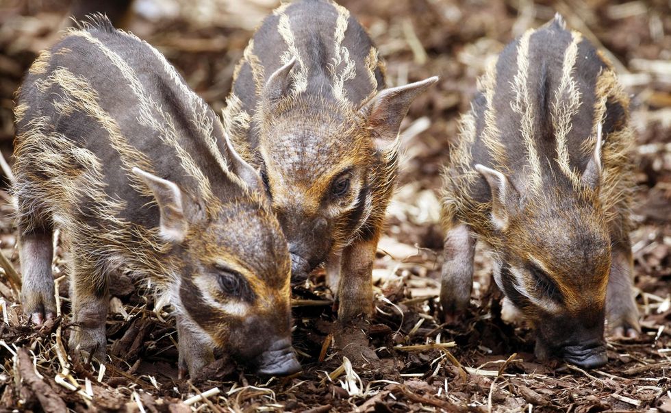 Piglets