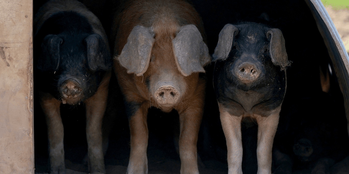 Pig lung transplanted into human in groundbreaking operation sparks hope for organs on demand
