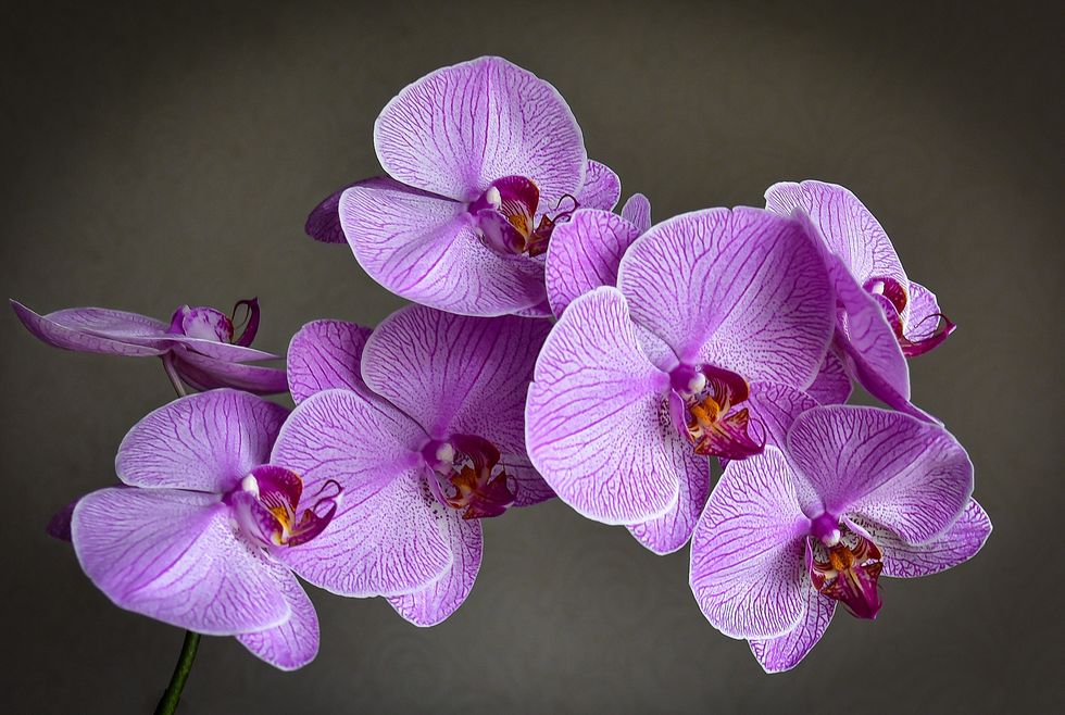 PINK ORCHID BLOOMS 