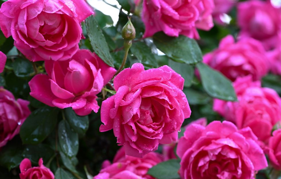 Pink roses