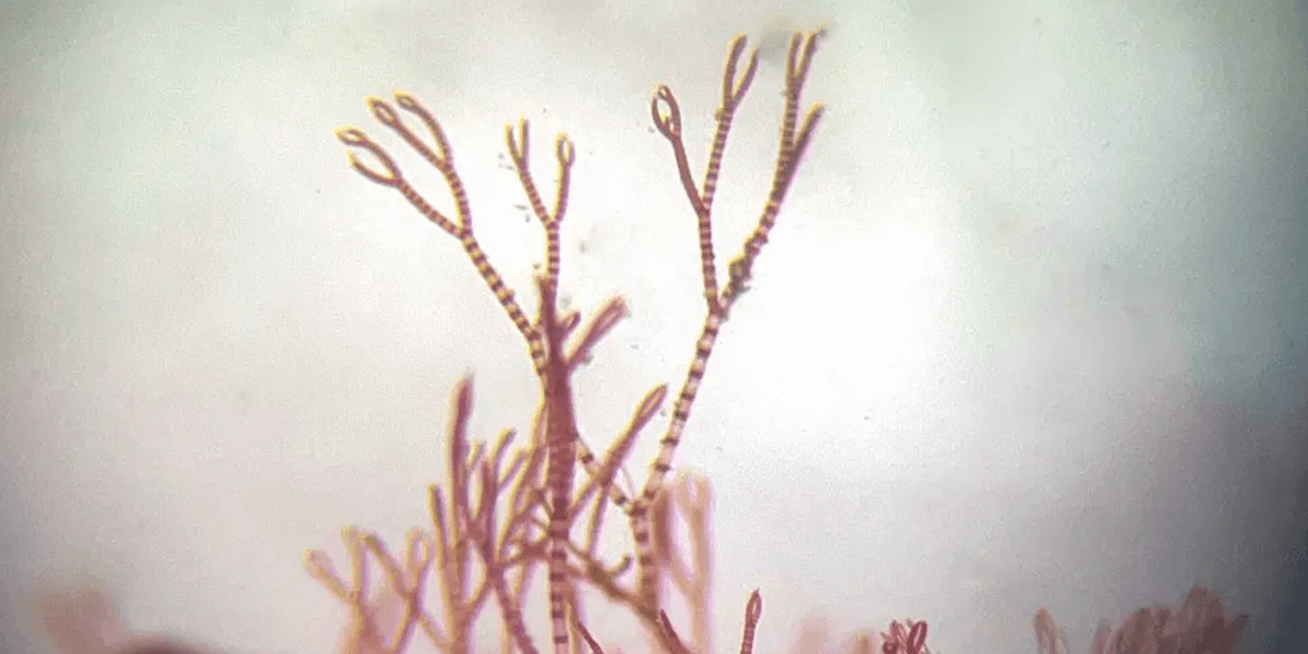 Scientists explain mystery of elusive 'pink zebra' seaweed in British waters