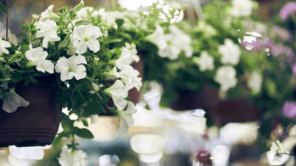 Plant hanging basket