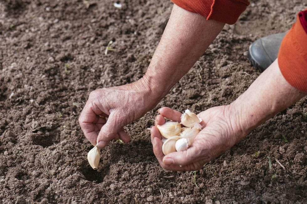 Planting garlic