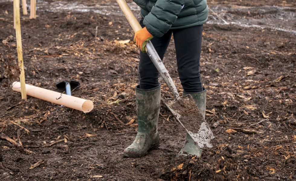 Planting in garden