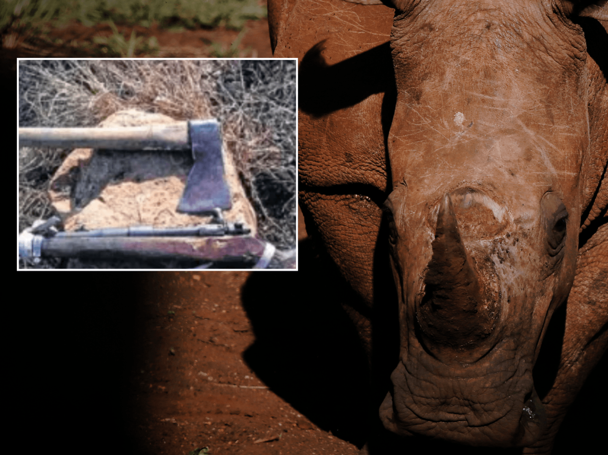 Poacher death