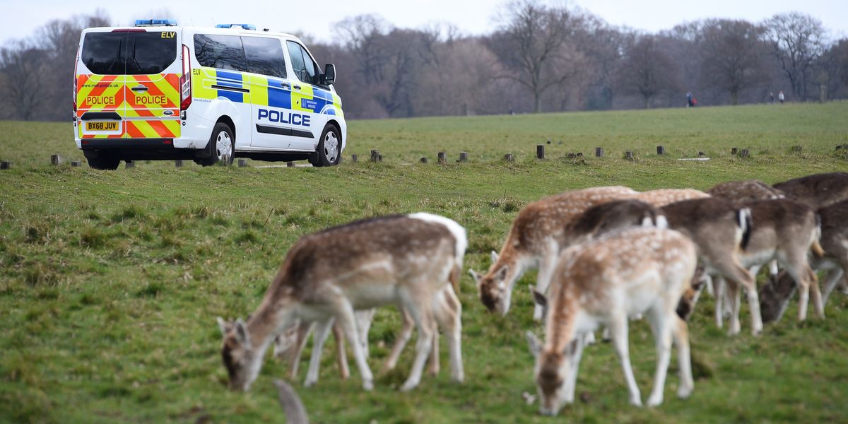 Richmond Park stag shot dead after wild animal injures man eating picnic