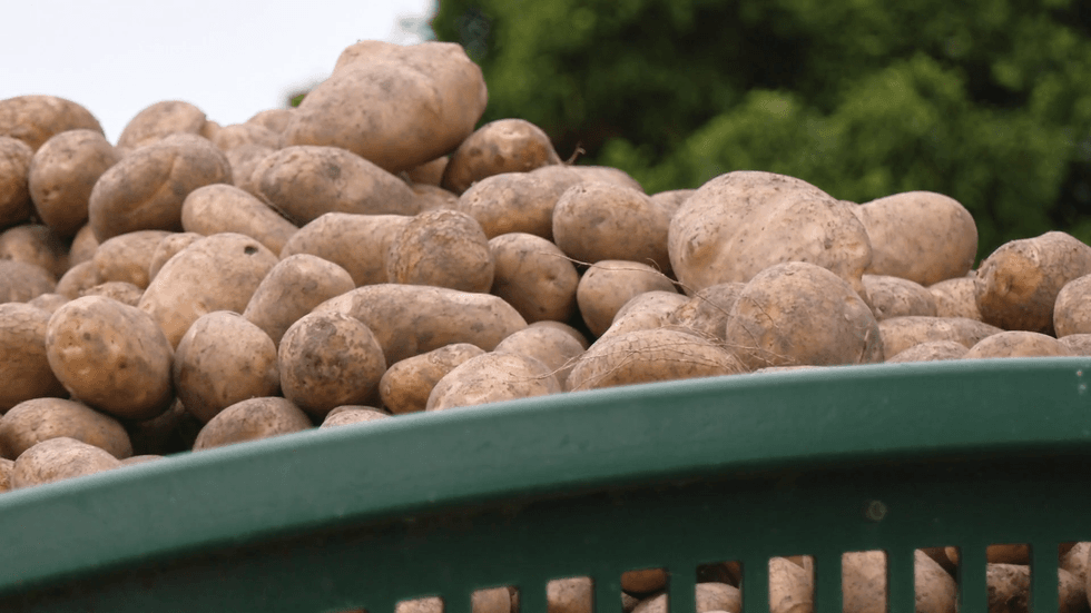 potato crop