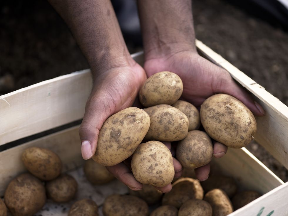 potatoes in hands