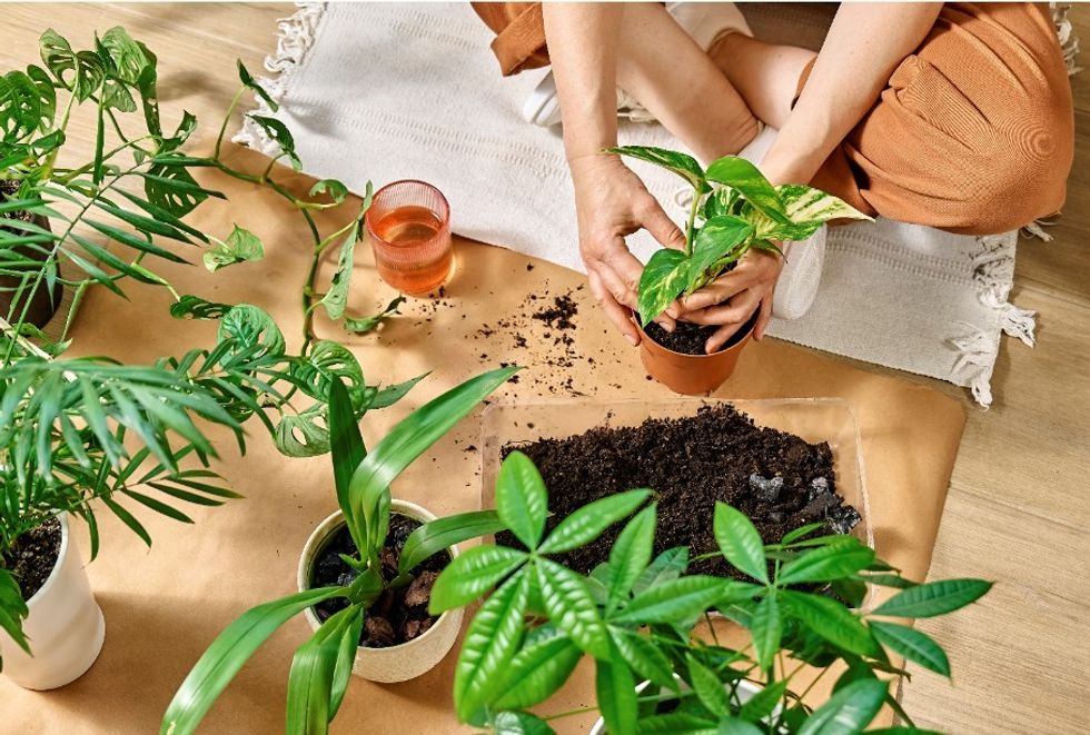 Pothos plant stock