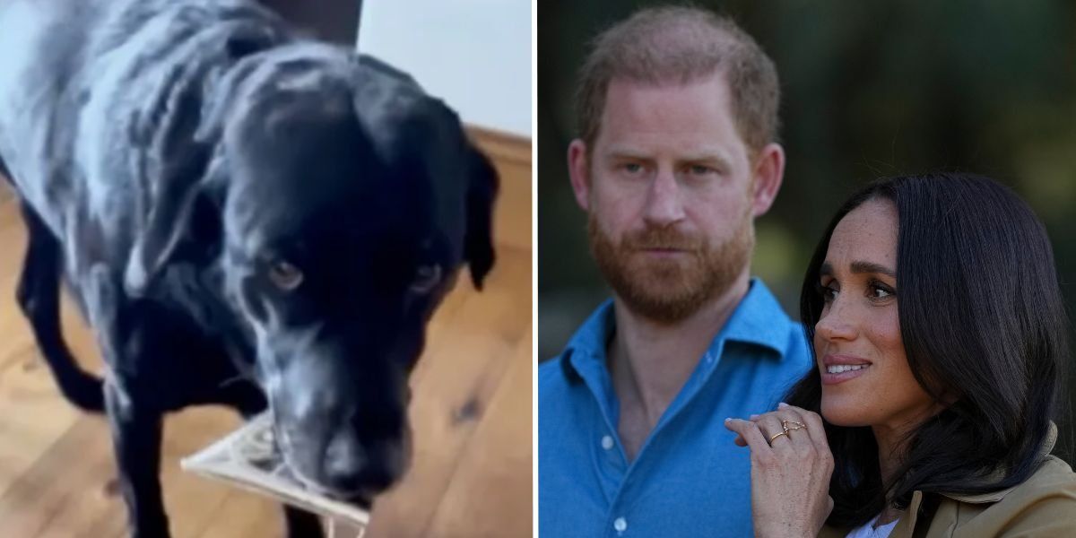 Meghan Markle and Prince Harry's dogs fail to cooperate for Duchess of Sussex's birthday celebrations
