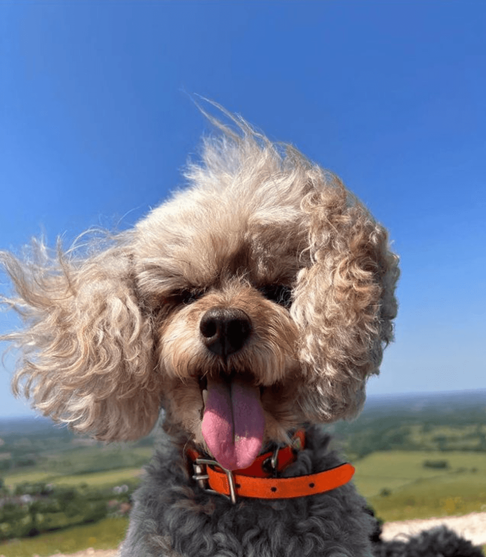 Princess the poodle