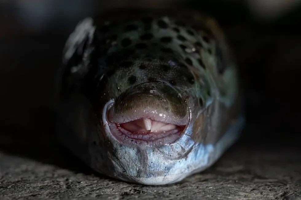 Pufferfish