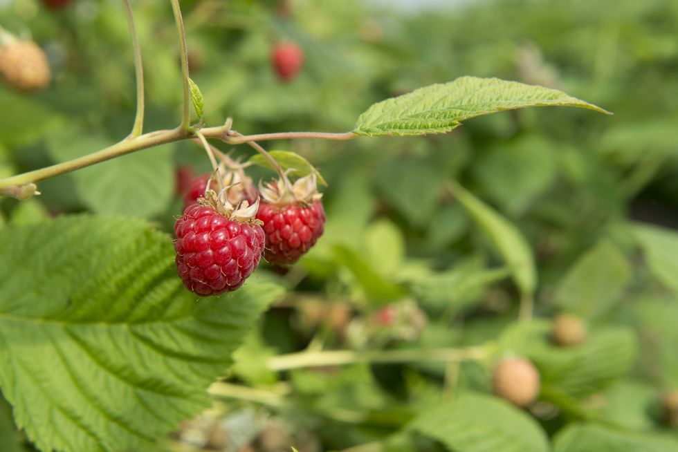 Raspberries