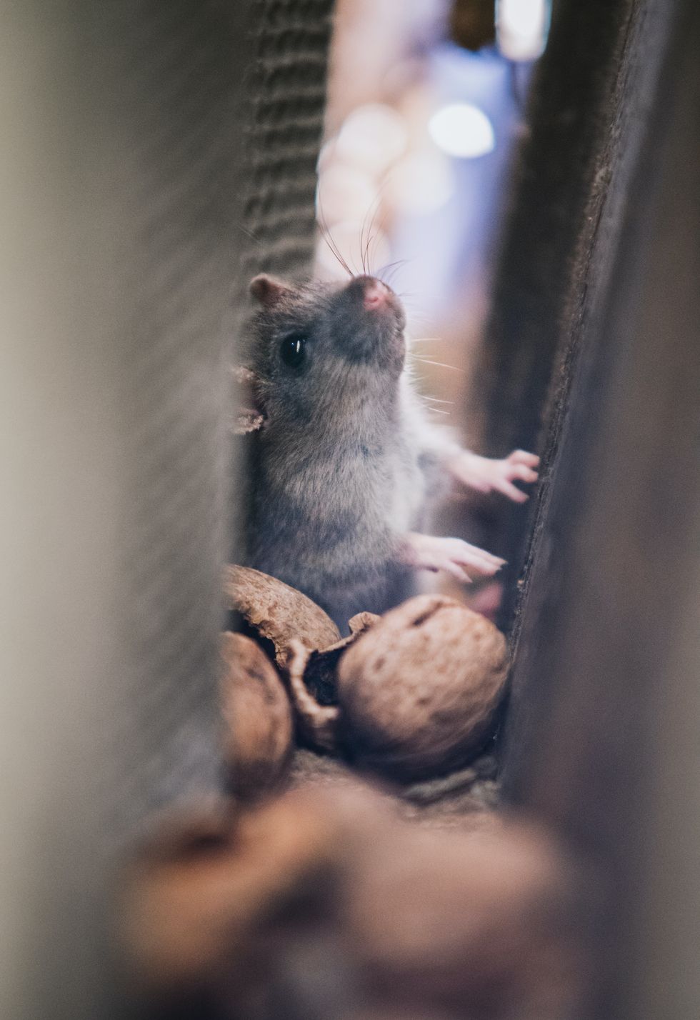 Rats in house
