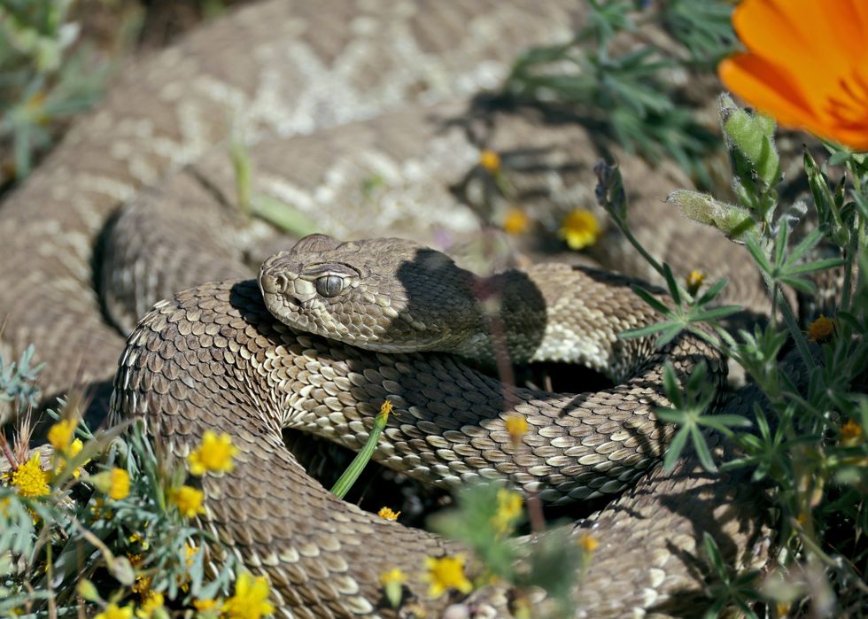 Rattlesnake