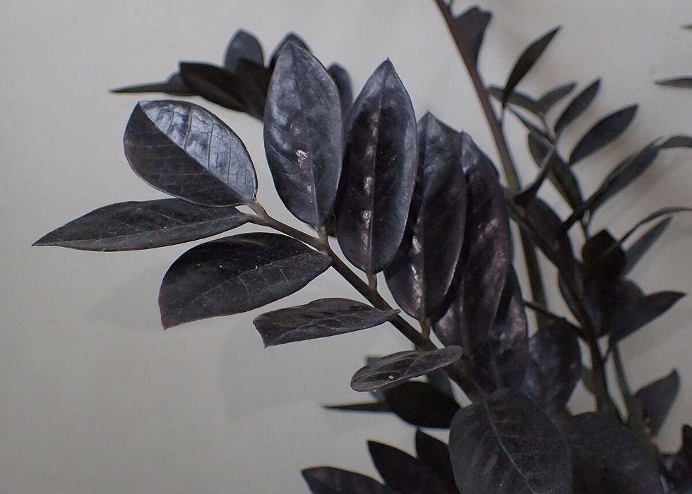 Raven ZZ plant