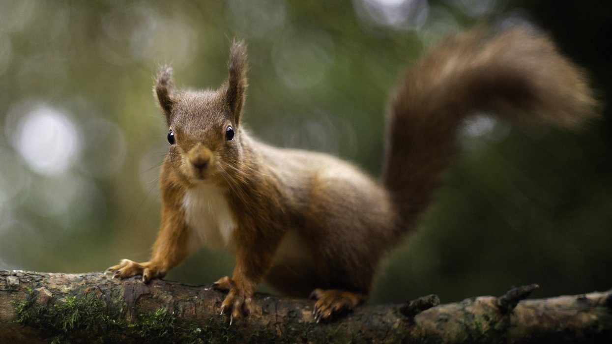 Red squirrels
