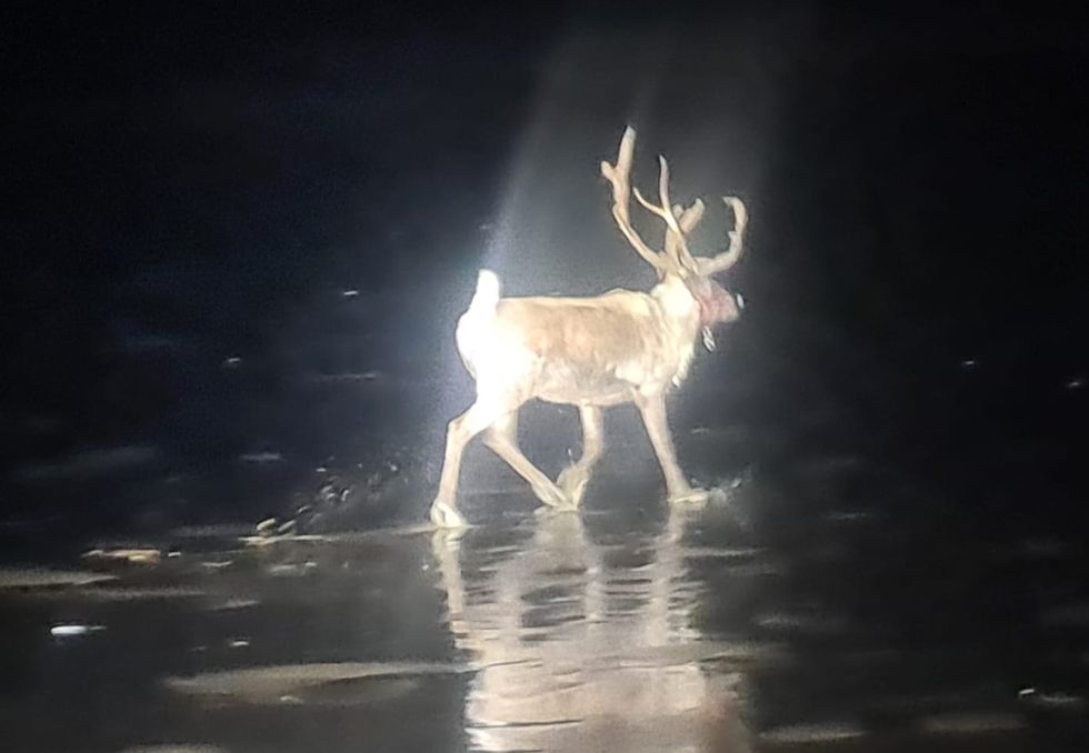 Reindeer